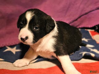 Border Collie dogs Buffy - Ad 15