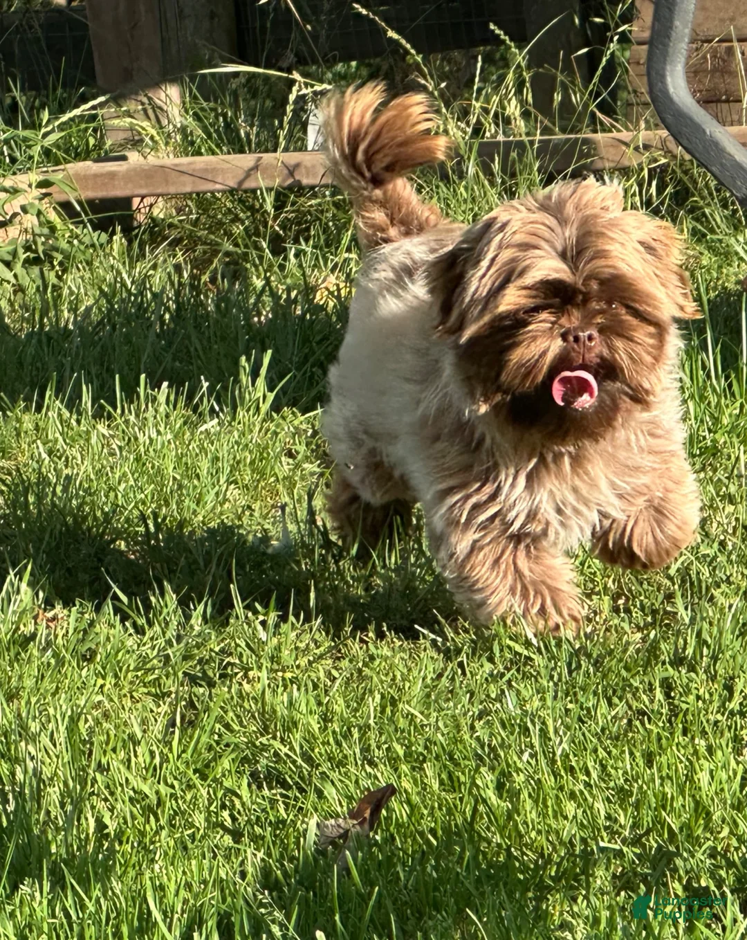 Shih Tzu dogs for sale: Theodore - Ad 2