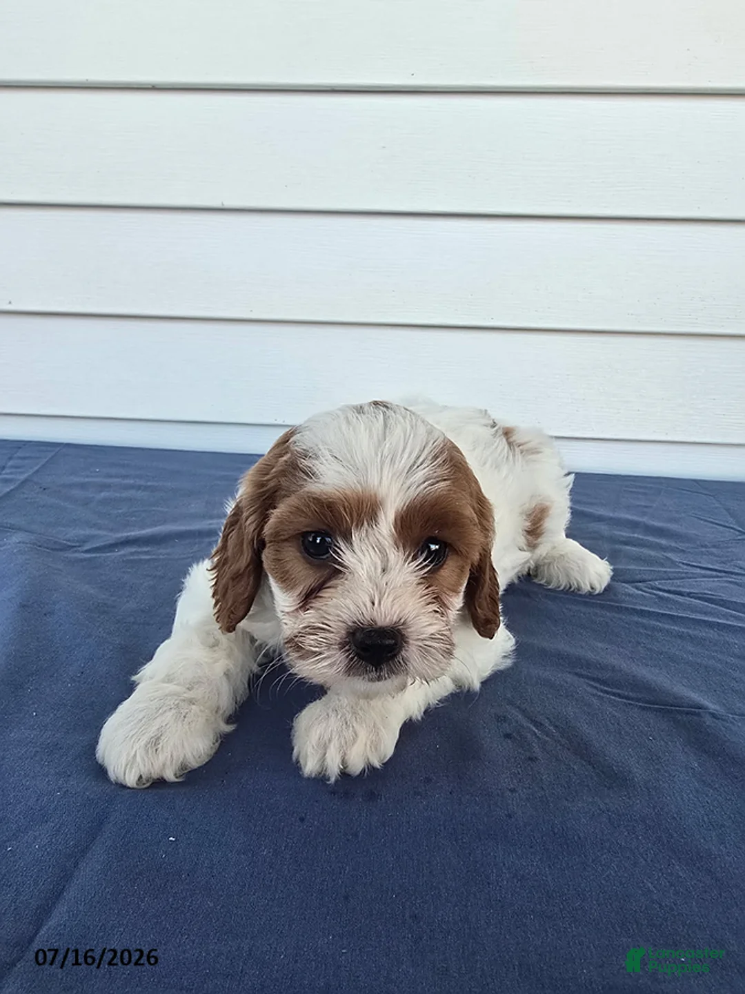 Cavapoo dogs for sale: Zoey - Ad 3