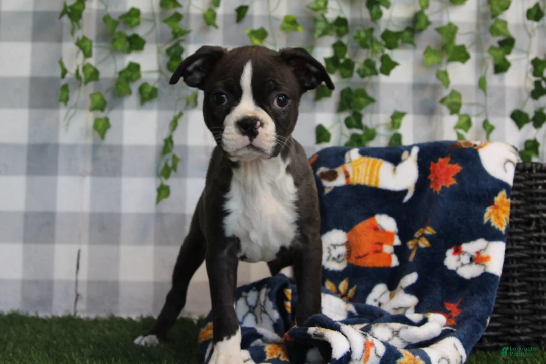 Boston Terrier dogs for sale: Angel - Ad 3