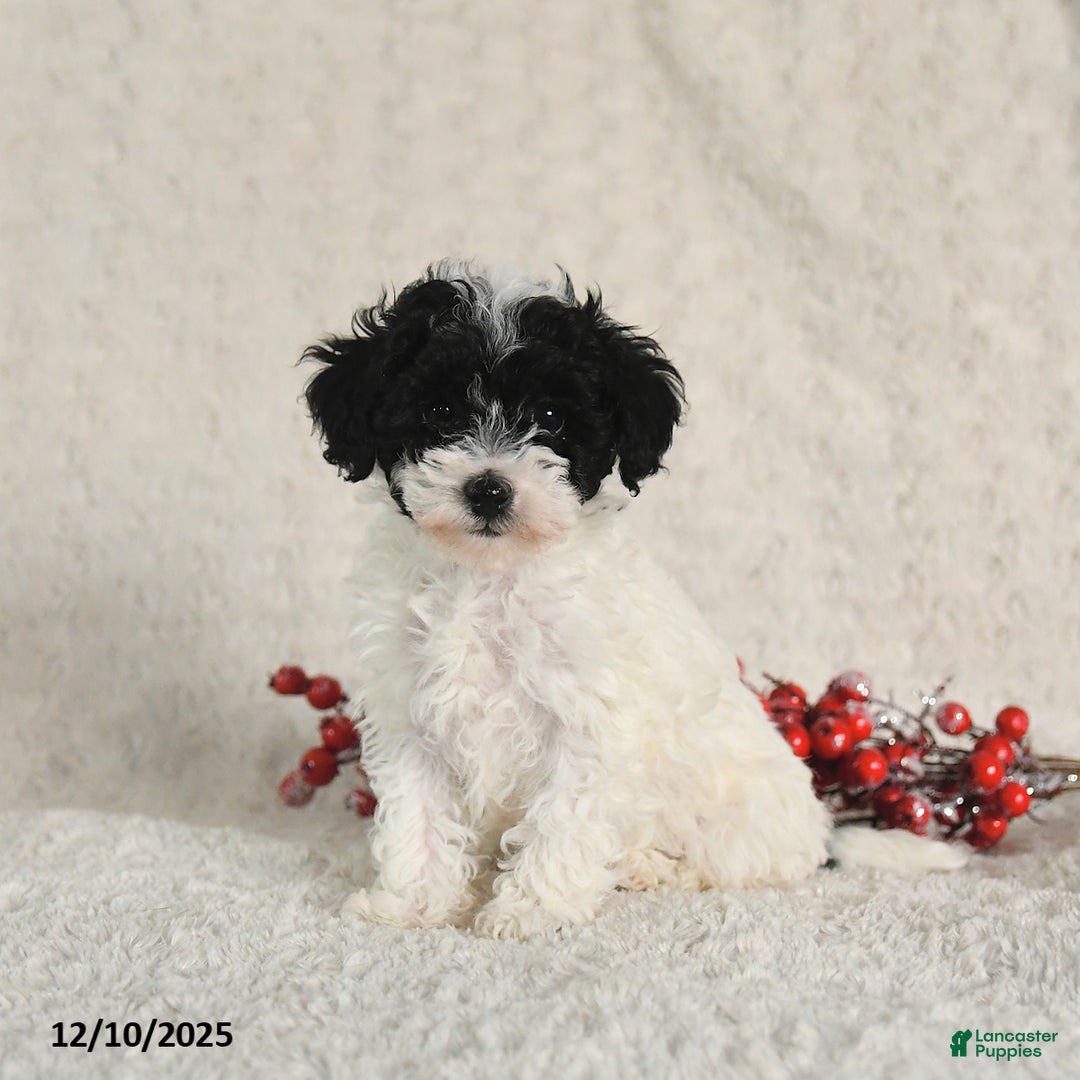 Yorkiepoo dogs for sale: Sally - Ad 3