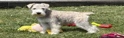 Miniature Schnauzer dogs for sale: Elijah  - Ad 3