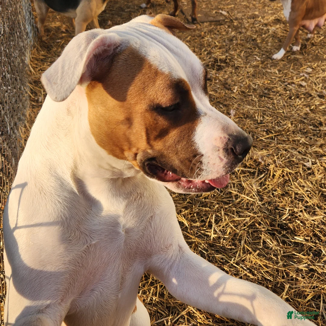 Mixed Breed dogs for sale: Lilly  - Ad 2