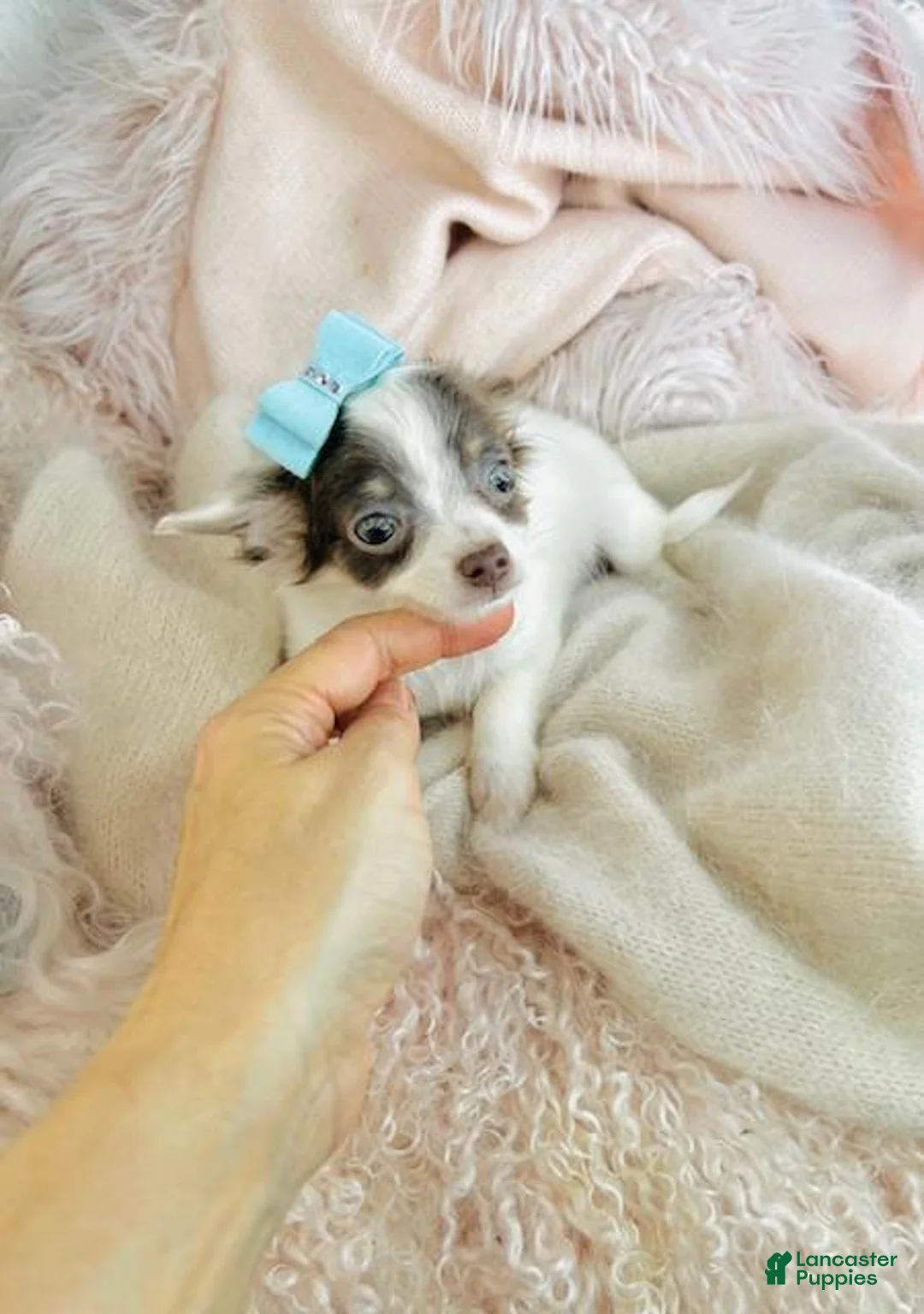 Chihuahua dogs for sale: Chihuahua Puppy 1 - Ad 4