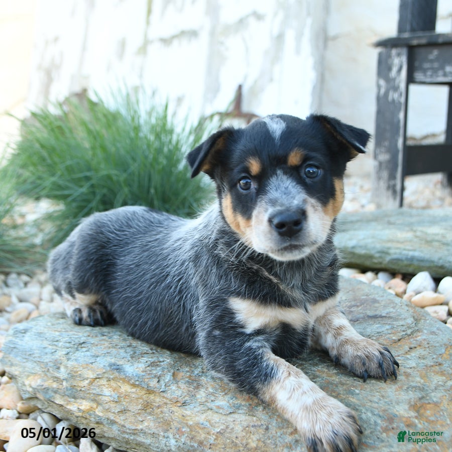 Australian Cattle Dog dogs Josephine - Ad 1