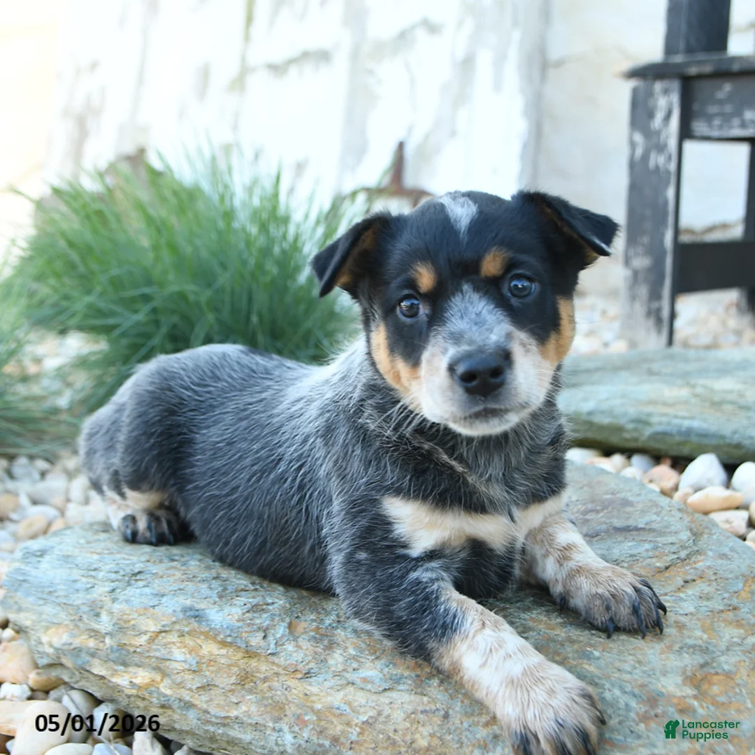 Australian Cattle Dog dogs for sale: Josephine - Ad 1