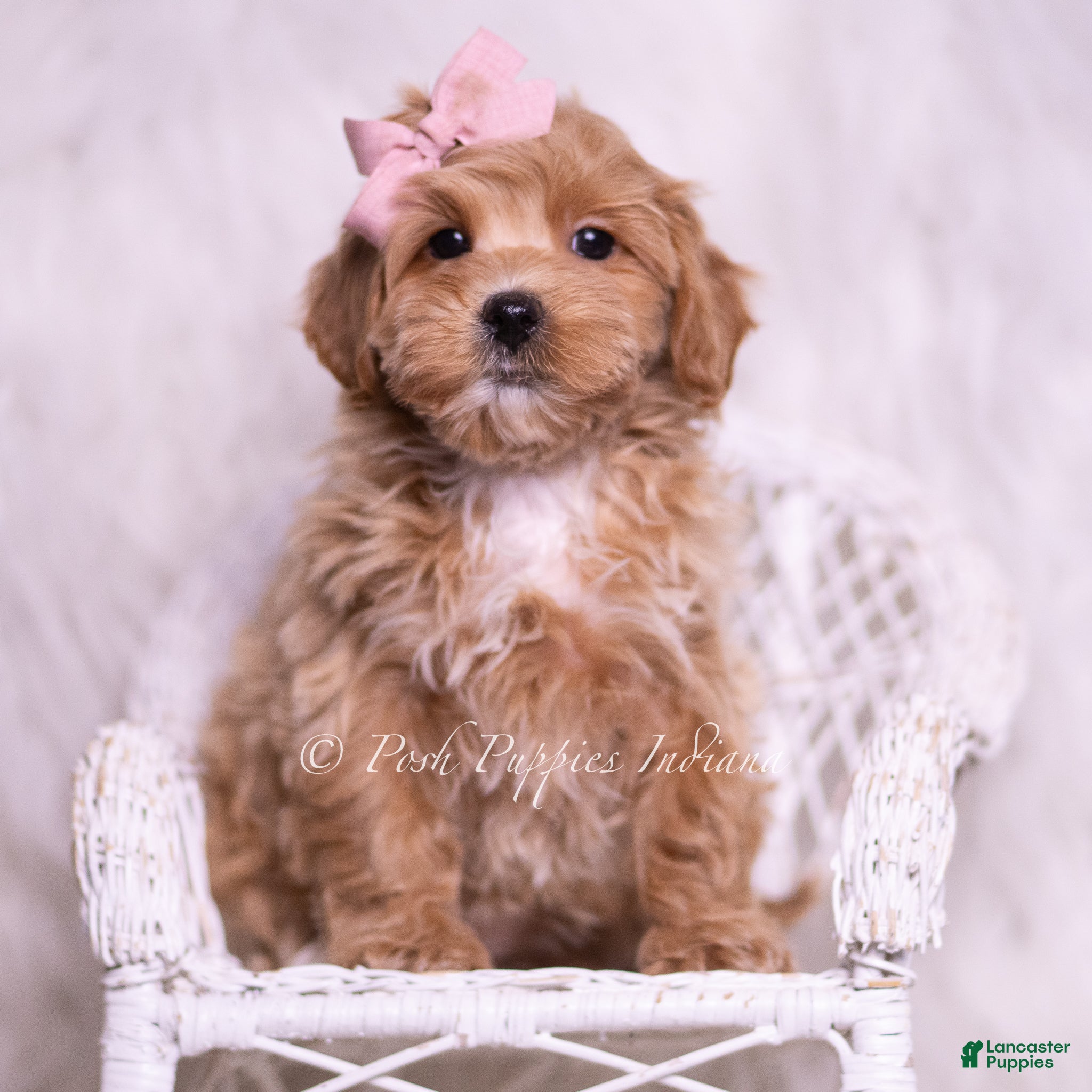 Maltipoo dogs Sweets - Ad 37