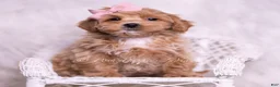 Maltipoo dogs for sale: Sweets - Ad 1