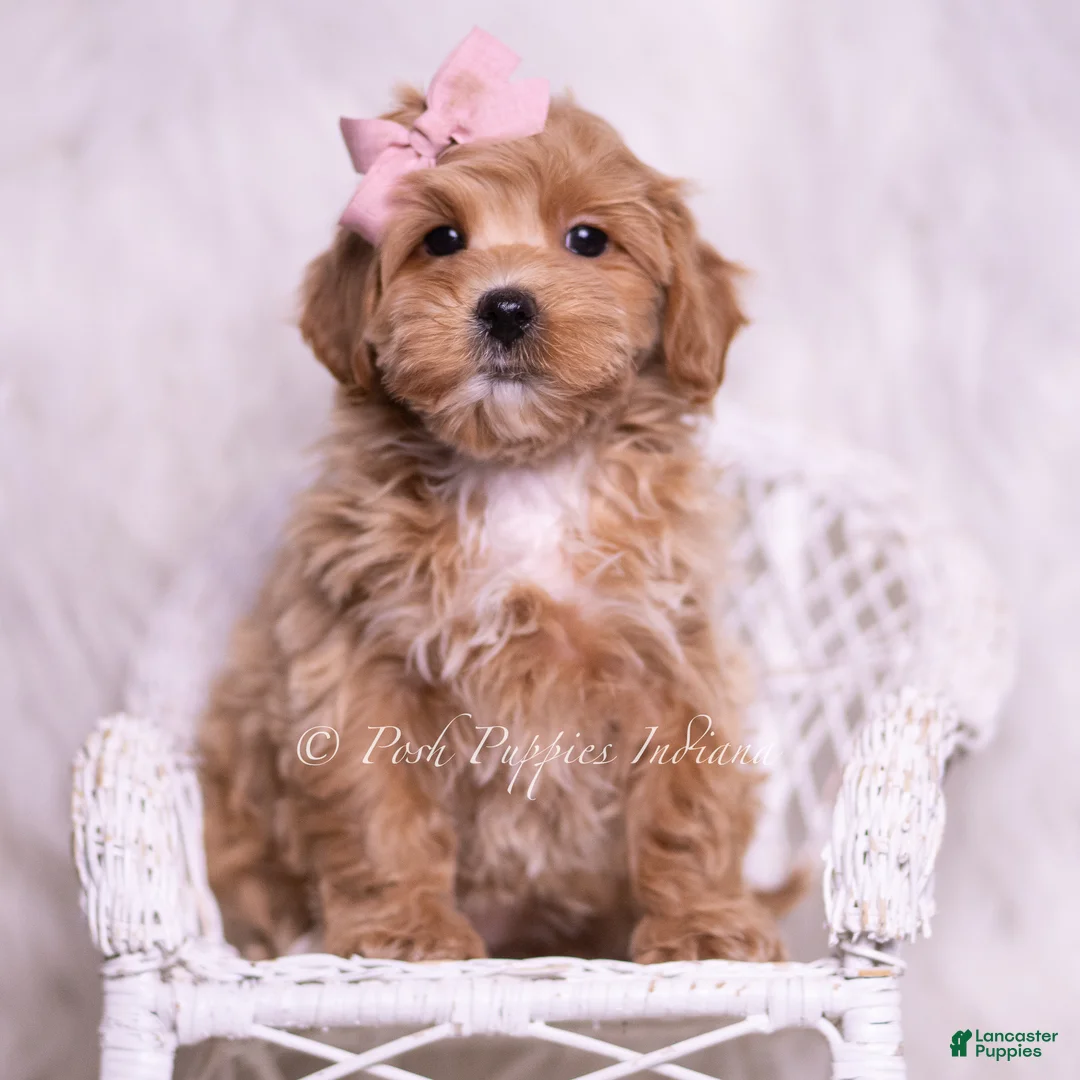 Maltipoo dogs for sale: Sweets - Ad 1