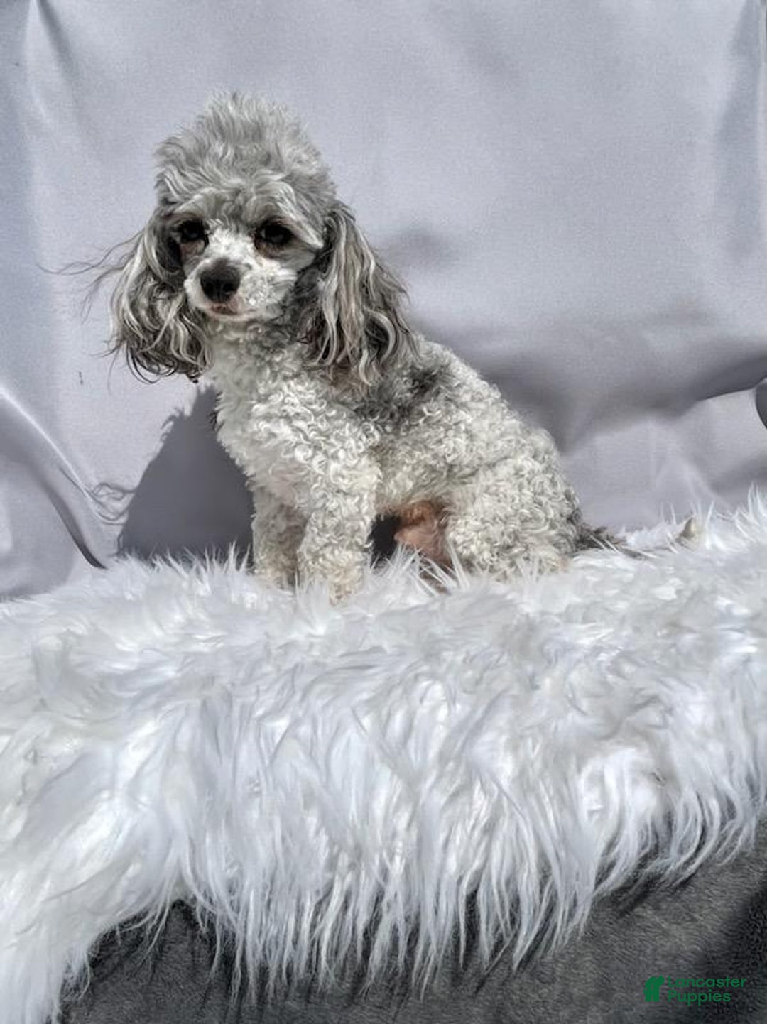 Yorkiepoo dogs for sale: Zuma - Ad 7