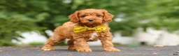 Cavapoo dogs for sale: Jagger - Ad 13