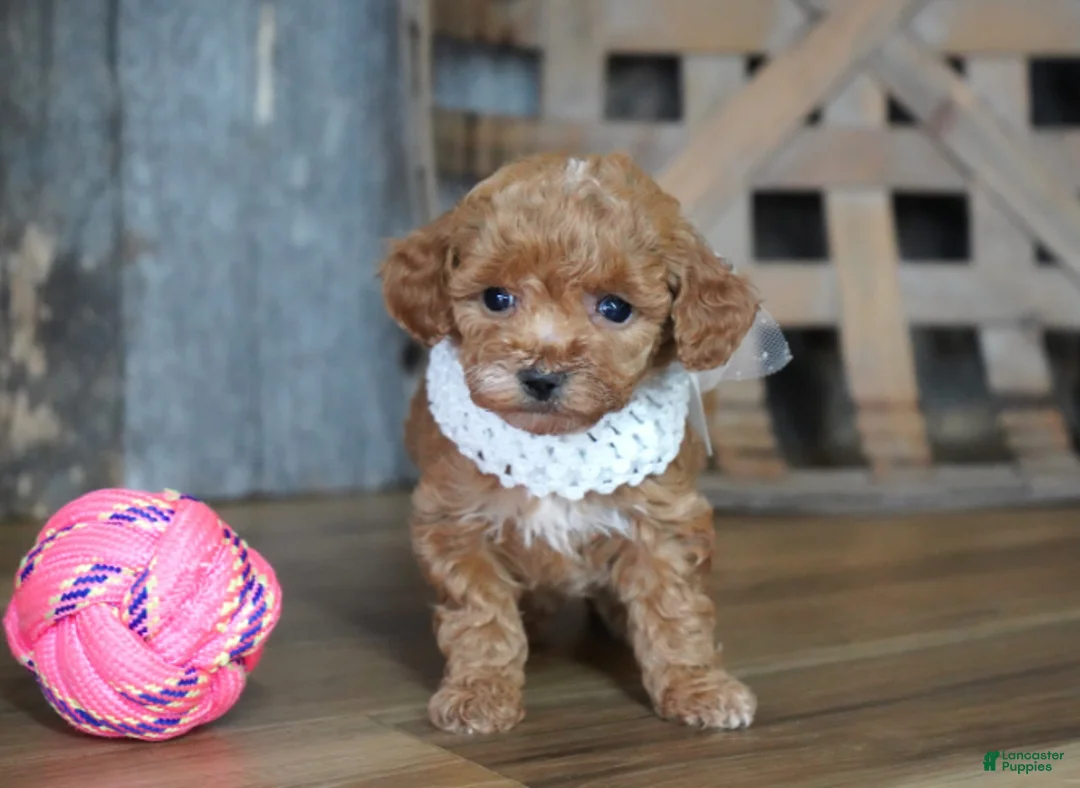 Maltipoo dogs for sale: Baily - Ad 2