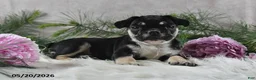 French Bulldog dogs for sale: Ike - Ad 8