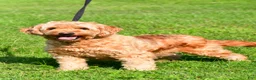 Mini Goldendoodle dogs for sale: Jewel  - Ad 9