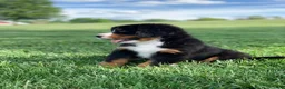 Bernese Mountain Dog dogs for sale: Snoopy - Ad 7