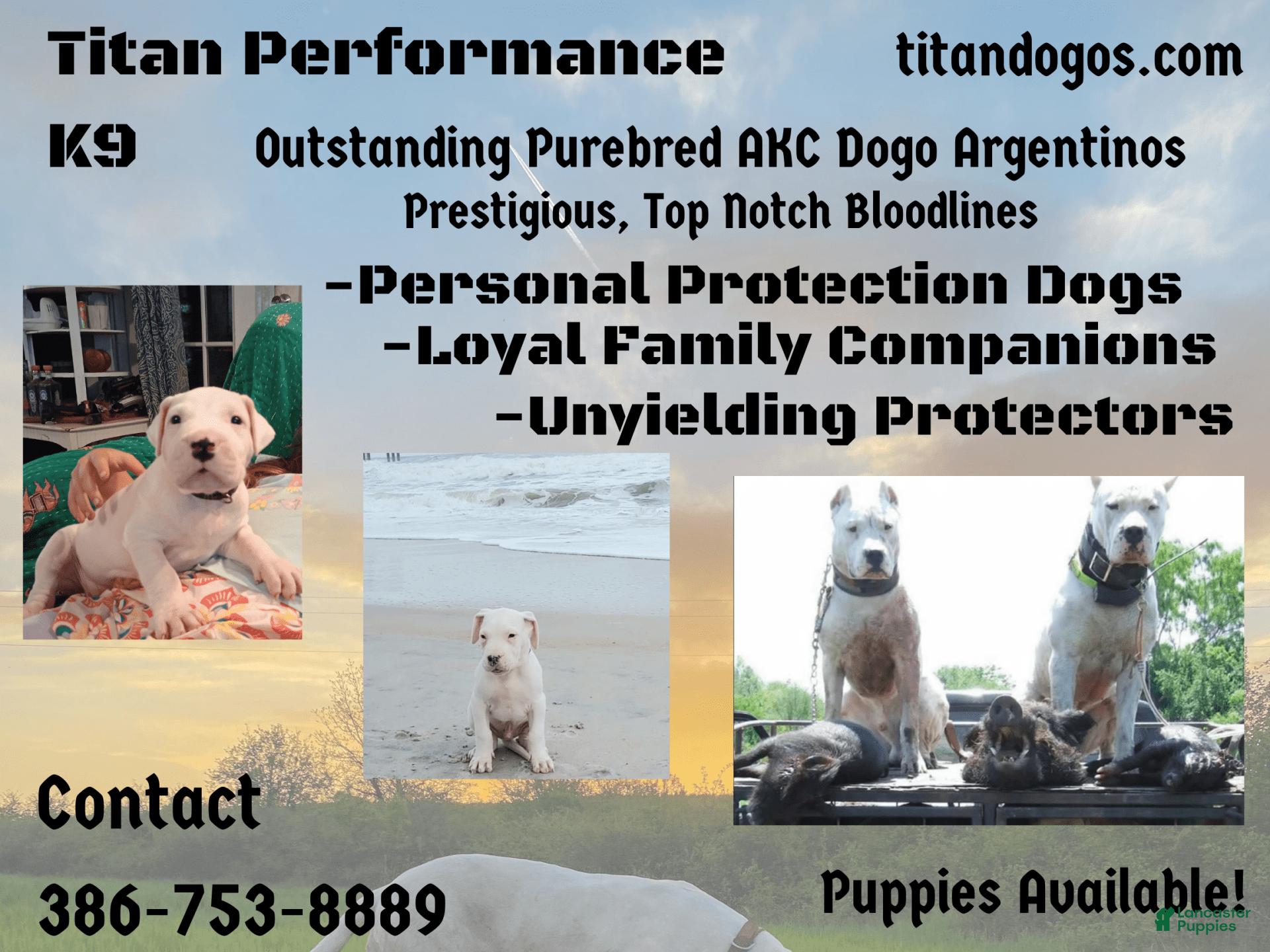 Dogo Argentino dogs Venum - Ad 3