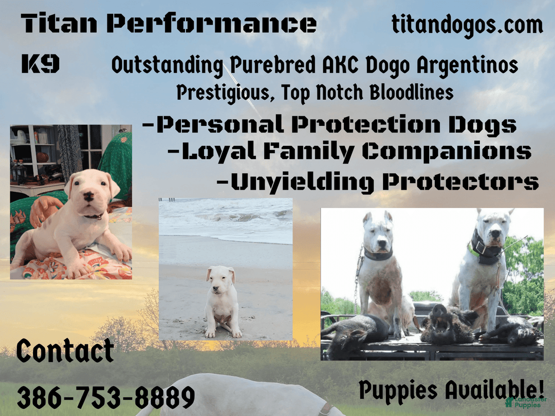 Dogo Argentino dogs for sale: Venum - Ad 1