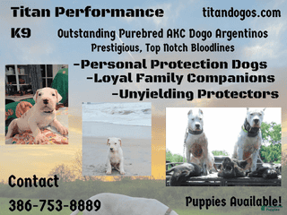 Dogo Argentino dogs Venum - Ad 3