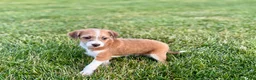 Mixed Breed dogs for sale: Italian greyhound/Havanese Cade  - Ad 4