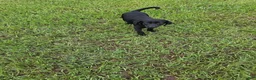 Labrador Retriever dogs for sale: Luna  - Ad 4