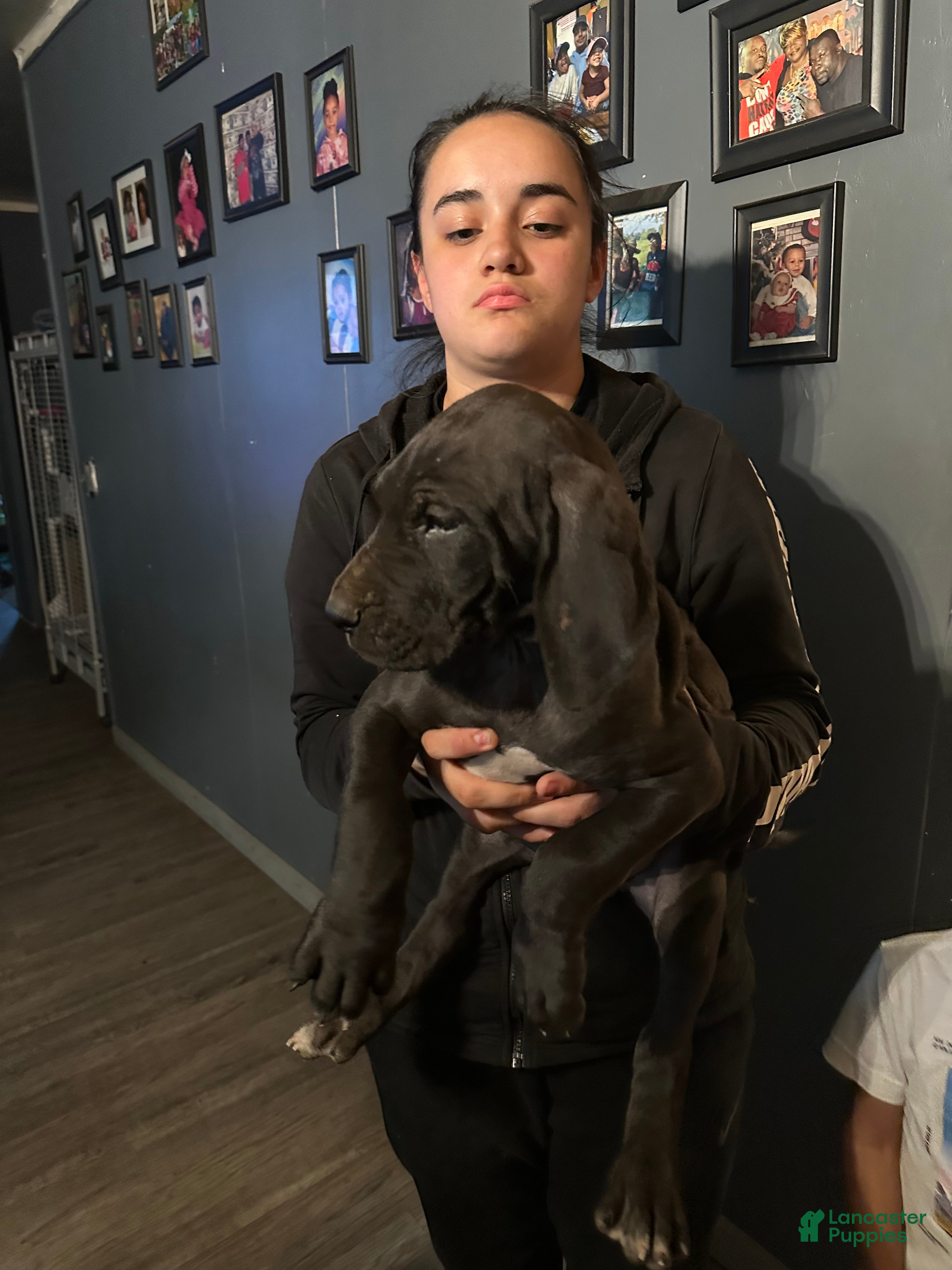 Great Dane dogs Great Dane Puppy 4 - Ad 40
