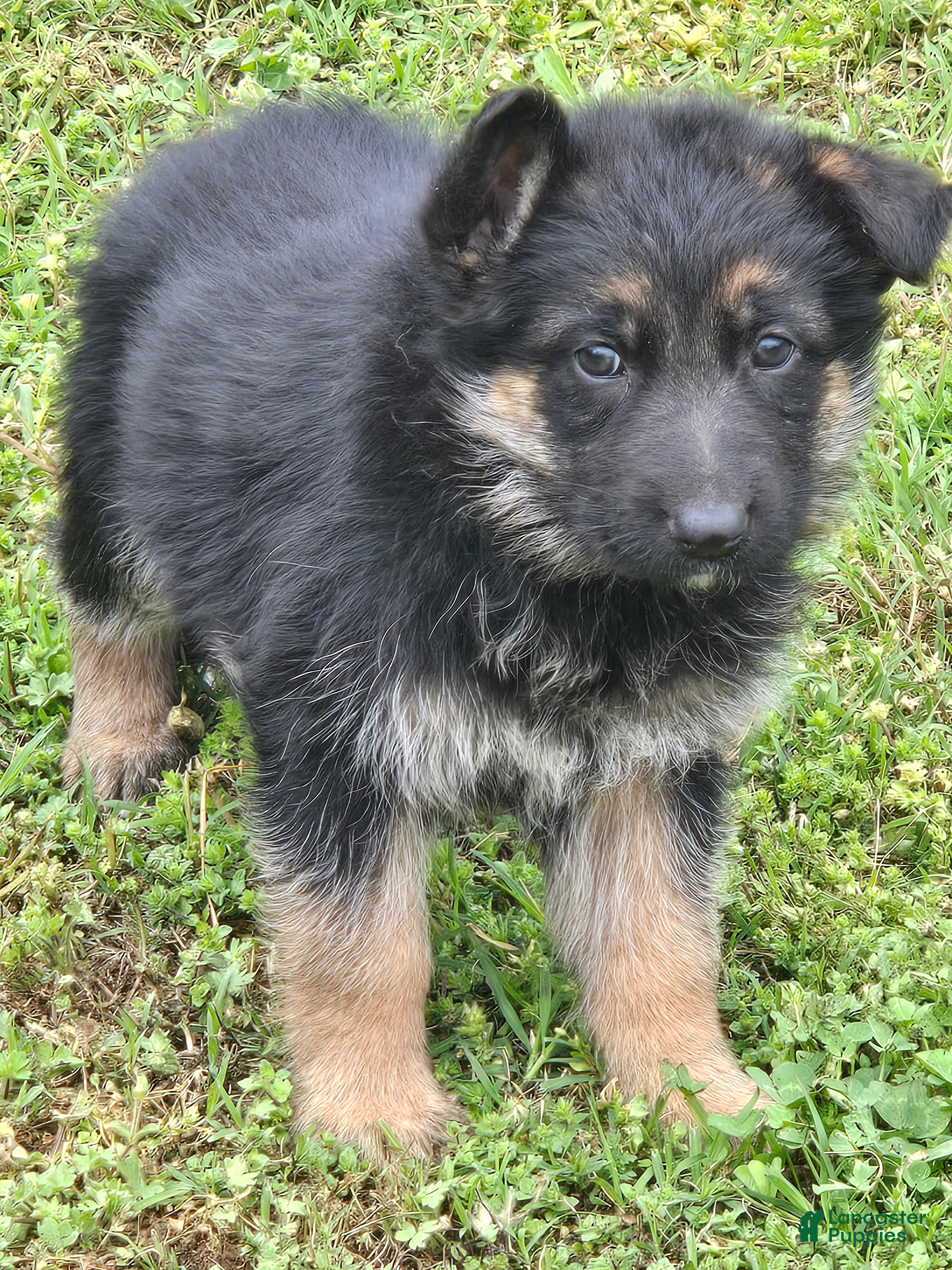 German Shepherd dogs German Shepherd Puppy 2 - Ad 14
