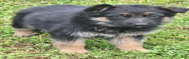 German Shepherd Puppy 2
