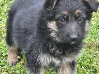 German Shepherd dogs German Shepherd Puppy 2 - Ad 14