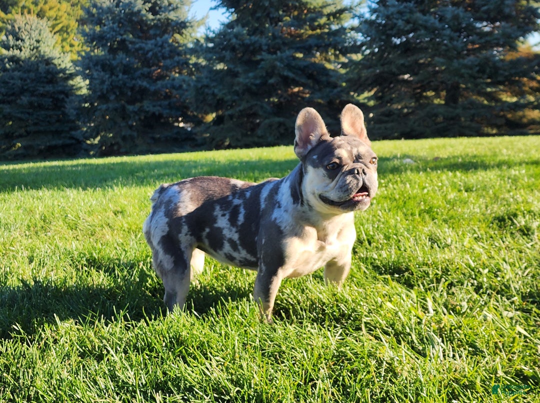 French Bulldog dogs for sale: Quara - Ad 5