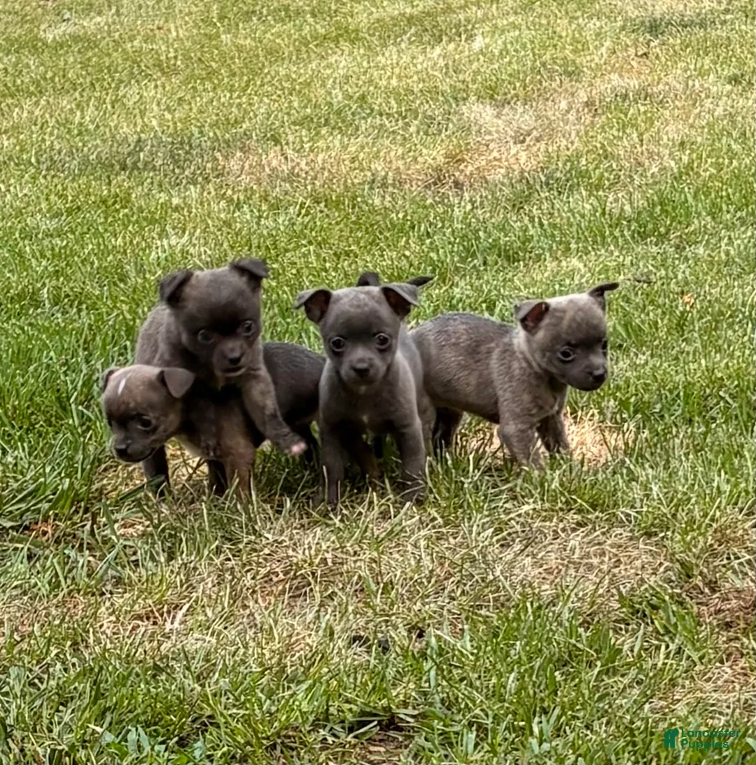 Chihuahua dogs for sale: Chihuahua 1 - Ad 2