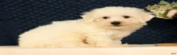 Bichon Frise dogs for sale: Indy - Ad 4