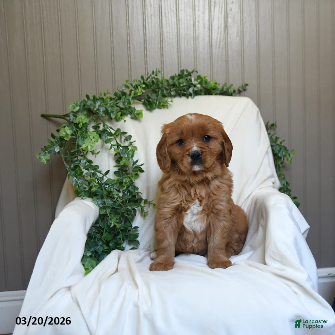 Miniature Golden Retriever dogs for sale: Jason - Ad 1