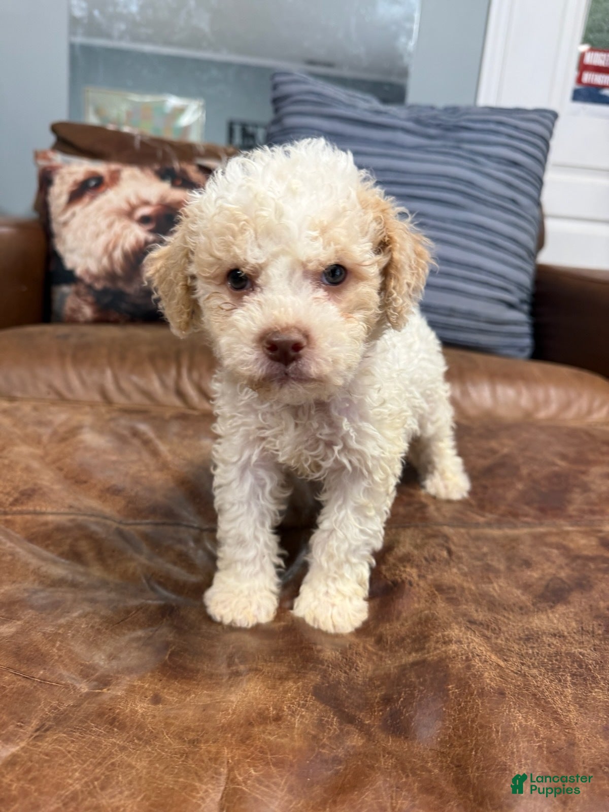 Lagotto Romagnolo dogs Red Collar - Ad 2