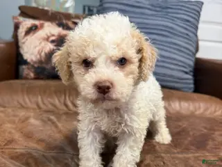 Lagotto Romagnolo dogs Red Collar - Ad 2
