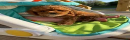 Mini Goldendoodle dogs for sale: Jax  - Ad 2