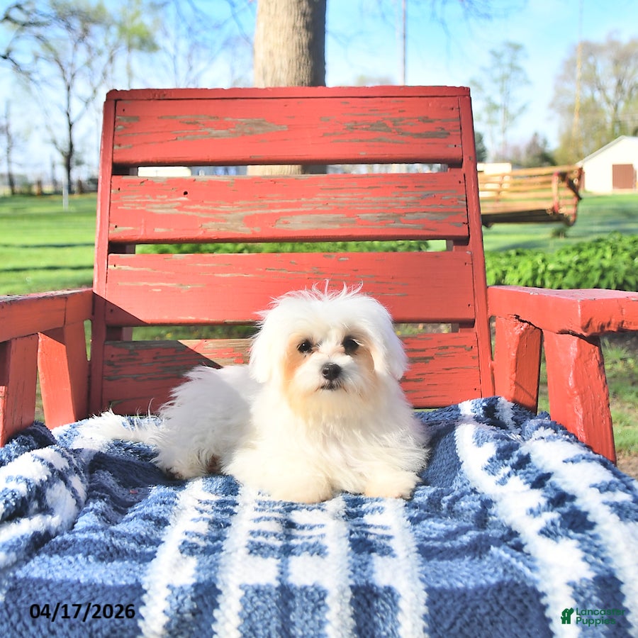 Maltese dogs Romeo EXTRA SMALL - Ad 1