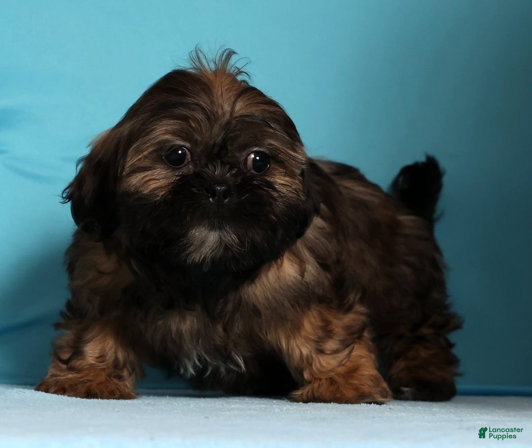 Teddy Bear dogs for sale: Cookie - Ad 5