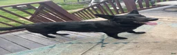 German Shepherd dogs for sale: Lighter sable boy - Ad 4