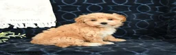 Maltipoo dogs for sale: Luke - Ad 4