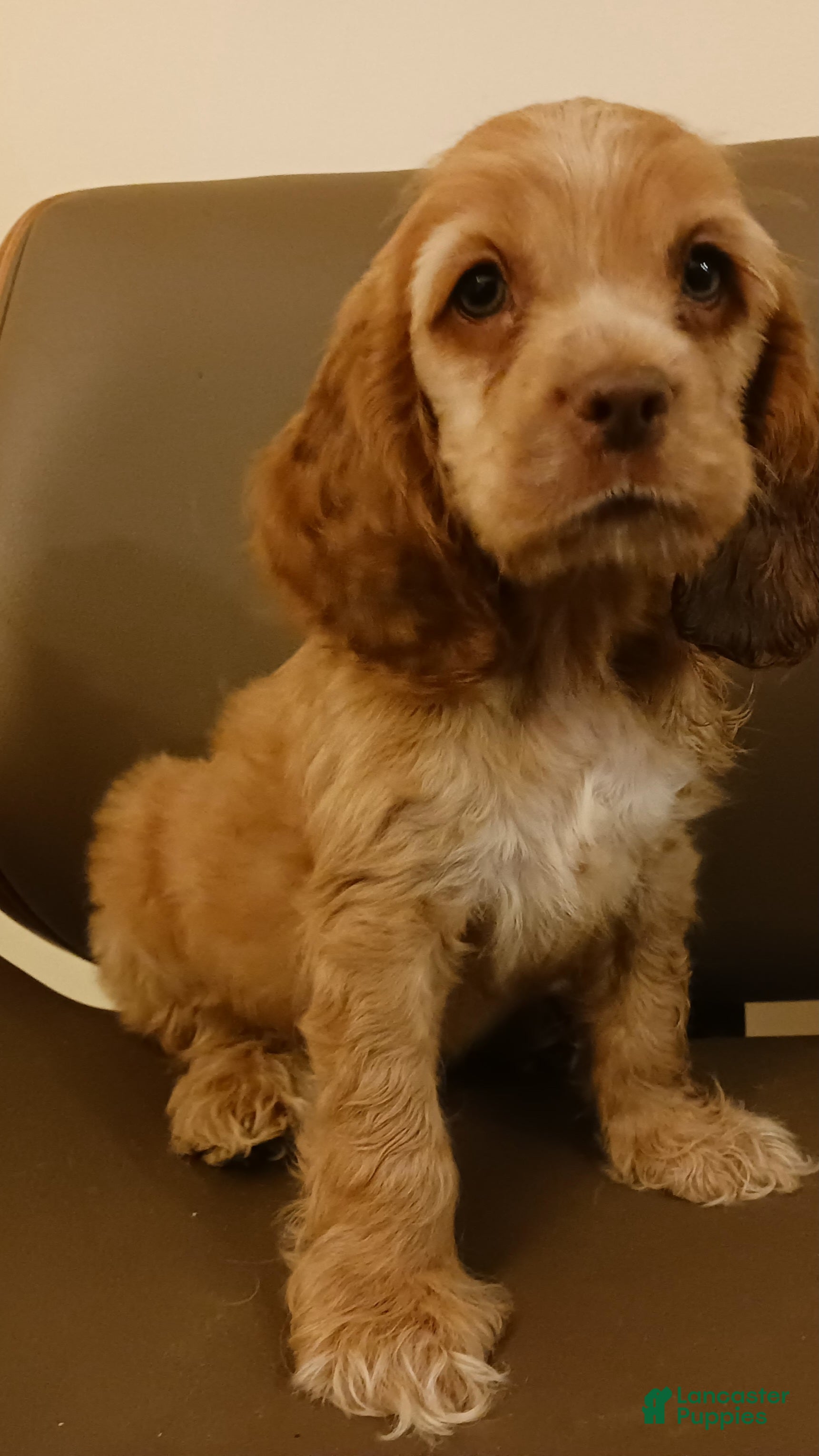Cocker Spaniel dogs Cocker Spaniel Puppy 2 - Ad 32