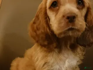 Cocker Spaniel dogs Cocker Spaniel Puppy 2 - Ad 39