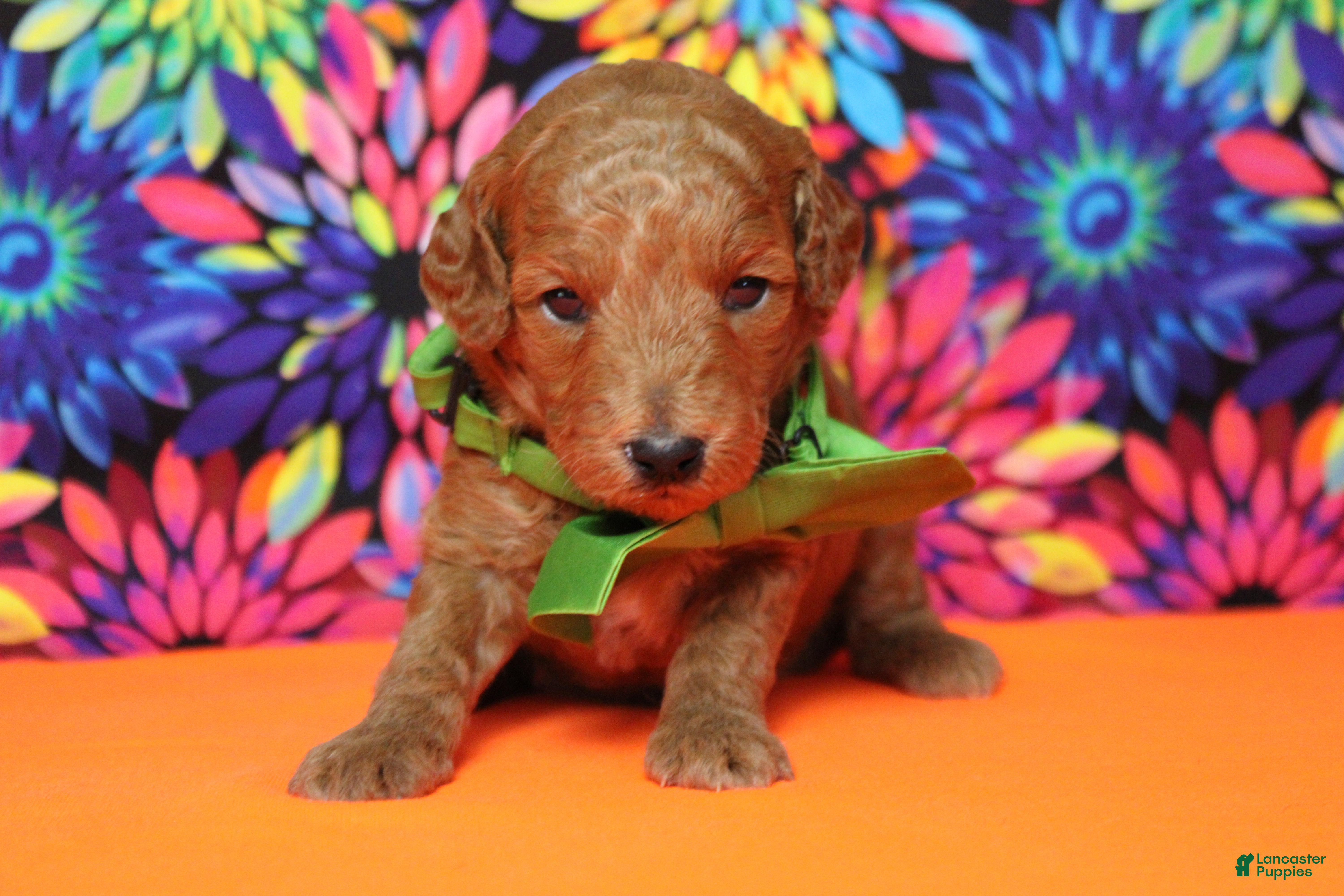 Mixed Breed dogs Seville - Ad 35