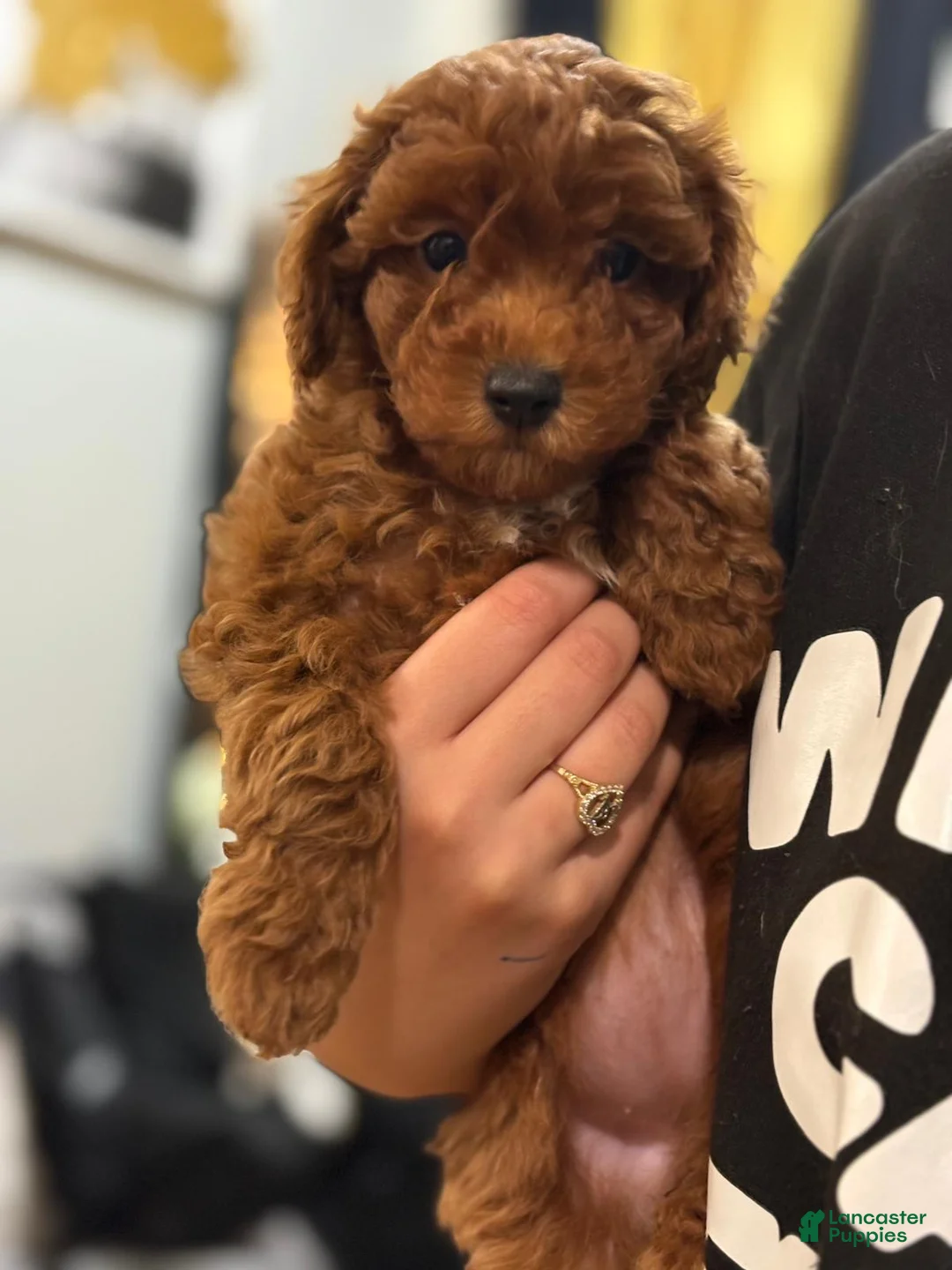 Gallery Image {{count}}