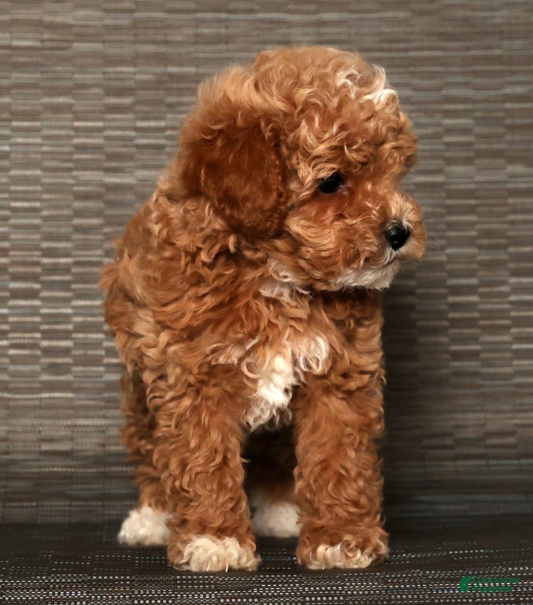 Cockapoo dogs for sale: Nancy - Ad 10