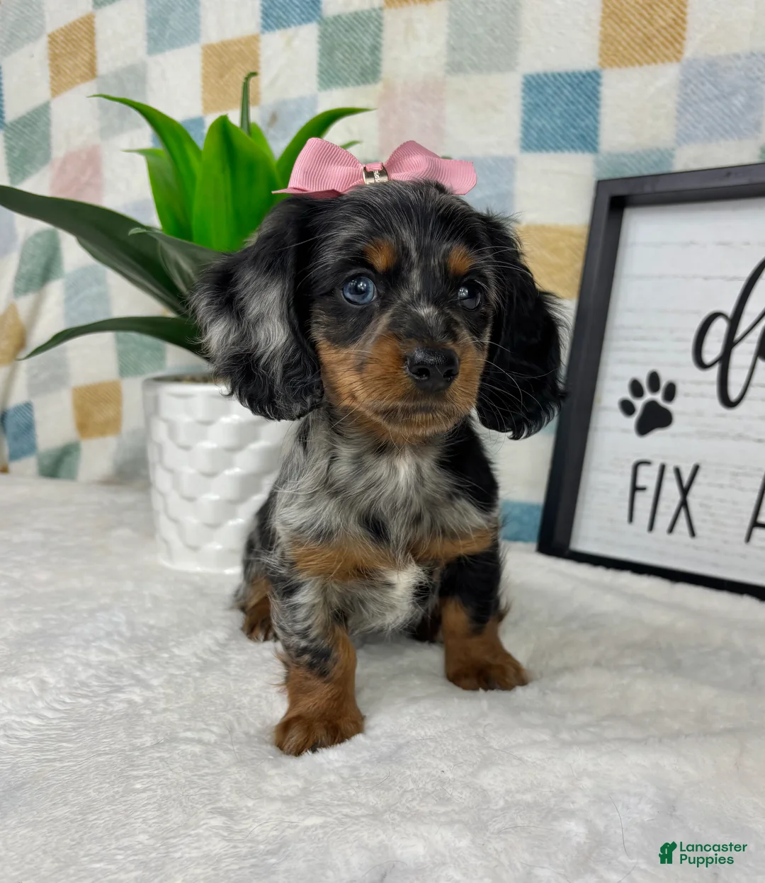 Miniature Dachshund dogs for sale: Delilah  - Ad 6