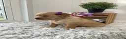 Golden Retriever dogs for sale: Golden Retriever - Kenzie  - Ad 4