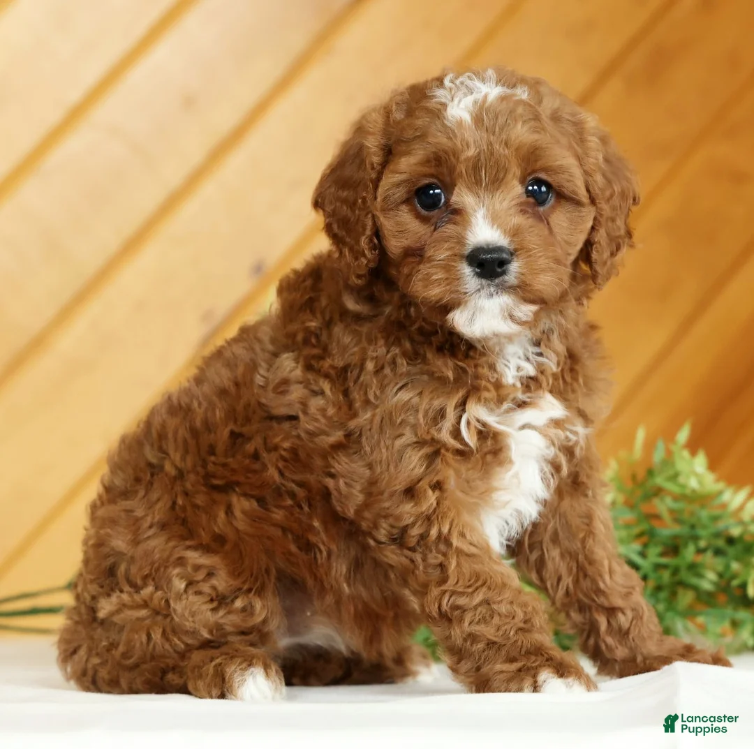Cavapoo dogs for sale: Mia - Ad 1