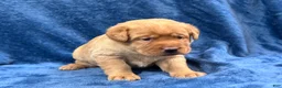 Labrador Retriever dogs for sale: Female #4 aka fourth born pup - Ad 5