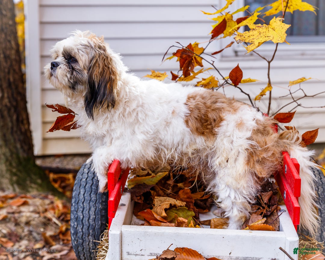 Shih Tzu dogs for sale: Jude - Ad 3