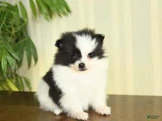 Pomeranian dogs Candy - Ad 23